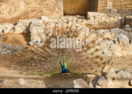 Morgenlicht, Pfau schlägt ein Rad, alte Mauern, Palast von Knossos, Heraklion, Zentralkreta, Insel Kreta, Griechenland Stockfoto