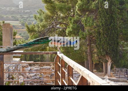 Morgenlicht, Pfau auf Holzgeländer einer Holzbrücke sitzend, Palast von Knossos, Heraklion, Zentralkreta, Insel Kreta, Griechenland Stockfoto