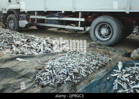 Sardinen, der wichtigste Rohstoff für die Fischmehlproduktion, Nouadhibou, Mauretanien Stockfoto