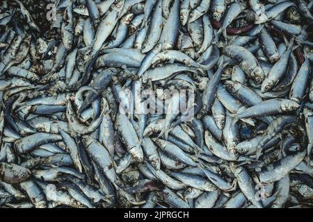 Sardinen, der wichtigste Rohstoff für die Fischmehlproduktion, Nouadhibou, Mauretanien Stockfoto