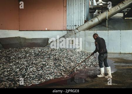 Sardinen vor der Verarbeitung in der türkischen Fabrik Atlantic Proteine, Nouadhibou, Mauretanien Stockfoto