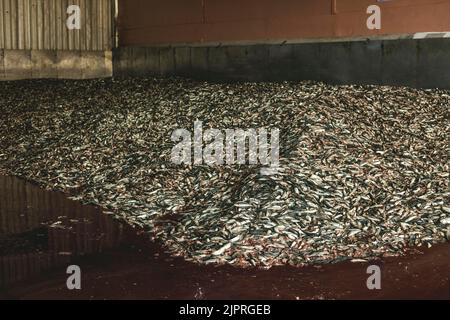 Sardinen vor der Verarbeitung in der türkischen Fabrik Atlantic Proteine, Nouadhibou, Mauretanien Stockfoto