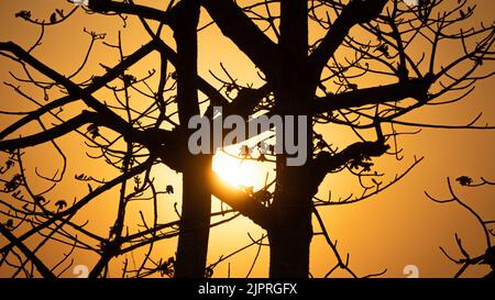 Die goldene Nachmittagssonne guckt durch die Lücke zwischen den Shimul-Bäumen. Stockfoto