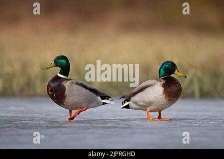 Mallard (Anas platyrhynchos), zwei Draken, die auf der Eisoberfläche stehen, Kainuu, Finnland Stockfoto