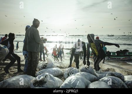 Ankunft der Fischer mit Sardinen am späten Nachmittag laden die Fischer die Sardinen in Säcken vom Boot auf den Strand und dort hinein Stockfoto