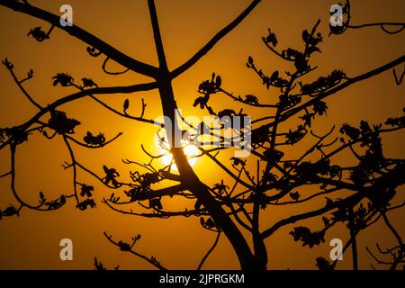 Die goldene Nachmittagssonne spächt durch die Lücke zwischen den Simul-Bäumen. Shimul ist ein großer, fleischiger, Laubbaum, Bombax ceiba aus der Familie Bomba Stockfoto