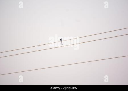 Ein schwarzer Drongo (Dicrurus macrocercus) schwingt auf einem dünnen elektrischen Draht. Stockfoto