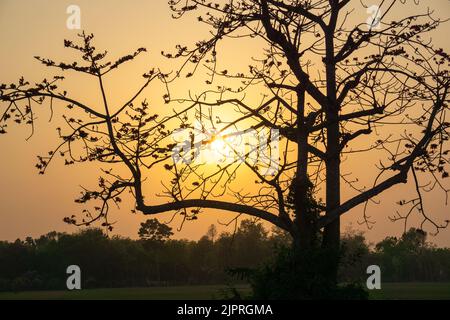 Die goldene Nachmittagssonne spächt durch die Lücke zwischen den Simul-Bäumen. Shimul ist ein großer, fleischiger, Laubbaum, Bombax ceiba aus der Familie Bomba Stockfoto