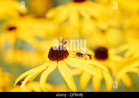 Stelzenfliege (Physocephala), die auf einer gelben Blume von Echinacea paradoxa sitzt, Parasit auf Bienen und Hummeln, Steiermark, Österreich Stockfoto