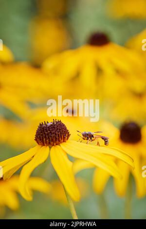 Stelzenfliege (Physocephala), die auf einer gelben Blume von Echinacea paradoxa sitzt, Parasit auf Bienen und Hummeln, Steiermark, Österreich Stockfoto