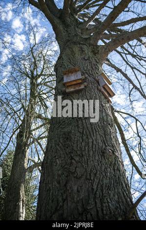 Fledermaushaus hängt an einem Baumstamm Stockfoto