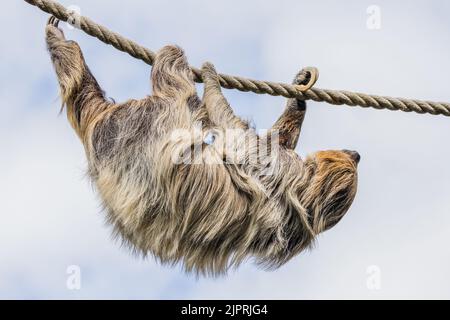 Zweizehen-Faultier, das sich in der Mitte August 2022 zwischen ein paar Bäumen in der cheshire-Zeit ein Seil hinunter bewegt. Stockfoto