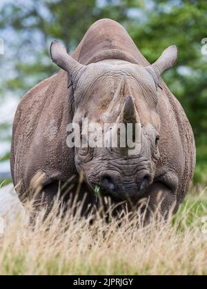 Gesicht auf mit einem schwarzen Nashorn, das im August 2022 im Grasland in Cichhire gesehen wurde. Stockfoto