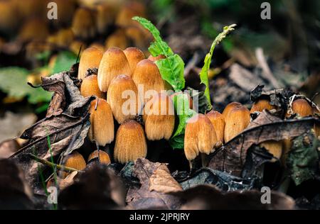 Kolonie glitzernder Inkcaps auf dem Boden im Herbst im Nationalpark Lobau in Wien, Österreich. Stockfoto