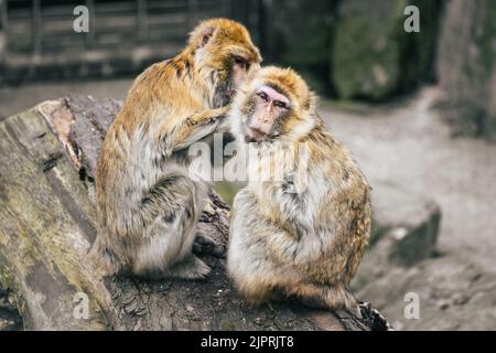 Ein Makaken-Affen, der auf einem Holzbalken im Tiergarten Schönbrunn, Wien, einen weiteren aufsetzt. Stockfoto