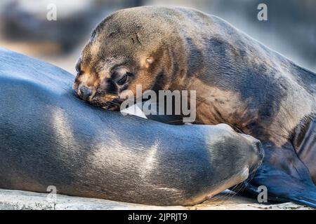 Zwei südamerikanische Seelöwen umarmen und schnüffeln sich in Yin-Yang-ähnlicher Position im Tiergarten Schönbrunn Zoo in Wien, Österreich. Stockfoto