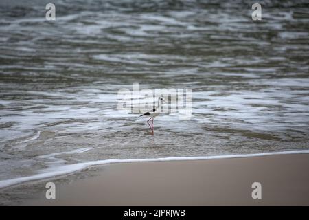 Ein Stelzenläufer am Strand in Florianopolis, Brasilien Stockfoto