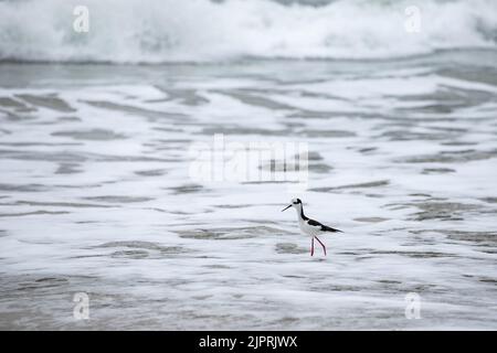 Ein Stelzenläufer am Strand in Florianopolis, Brasilien Stockfoto