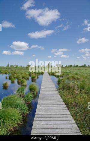 Fußweg in hohes Venn oder Hautes Fagnes Moor, der Eifel, Belgien und Deutschland Stockfoto