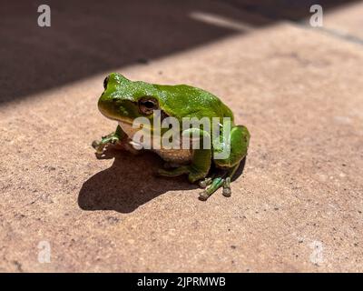 Eine Nahaufnahme eines grünen Frosches auf dem Boden unter dem Sonnenlicht Stockfoto