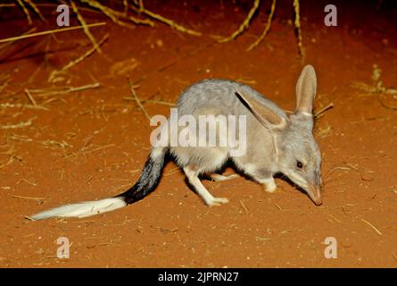 Macrotis ist eine Gattung wüstenbewohnter Beuteltiere, die als Bilbies oder Kaninchen-Bandicoots bekannt sind; sie sind Mitglieder der Ordnung Peramelemorphia Stockfoto