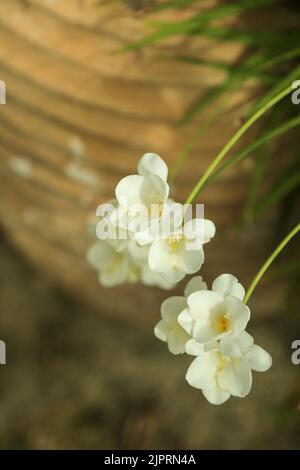 Weiße Freesie-Blüten auf dünnen Stielen, selektiver Fokus gegen verschwommene Terrakotta-Topf und grüne Blätter. Gartenkonzept im Frühling Stockfoto