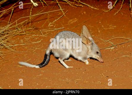Macrotis ist eine Gattung wüstenbewohnter Beuteltiere, die als Bilbies oder Kaninchen-Bandicoots bekannt sind; sie sind Mitglieder der Ordnung Peramelemorphia Stockfoto