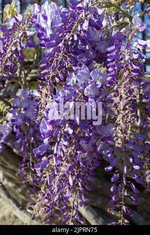 Blau-lila blühende Wisteria sinensis Blüten schließen sich im Morgenlicht an. Frühlingsgarten Hintergrundkonzept. Stockfoto