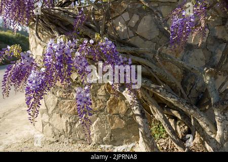 Der blau-violette Wisteria sinensis Baum klettert anmutig eine gemauerte Wand auf der Straße in Griechenland. Blühender alter chinesischer Glyzinienbaum schmückt den Eingang von Stockfoto