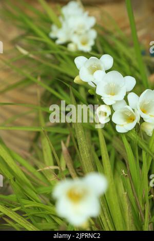 Weiße Freesie-Blüten mit selektivem Fokus auf verschwommene grüne Blätter und Terrakotta-Topf im Frühlingsgarten. Stockfoto