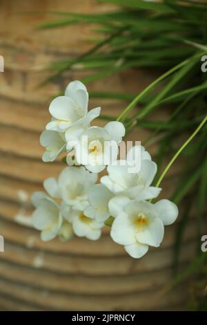 Weiße Freesie-Blüten auf dünnen Stielen, selektiver Fokus gegen verschwommene Terrakotta-Topf und grüne Blätter. Gartenkonzept im Frühling. Stockfoto