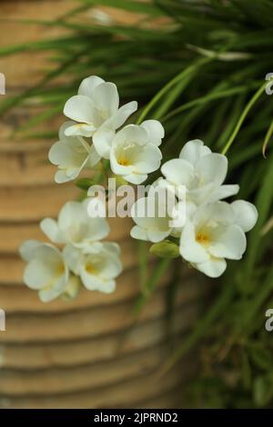 Weiße Freesie-Blüten auf dünnen Stielen, selektiver Fokus gegen verschwommene Terrakotta-Topf und grüne Blätter. Gartenkonzept im Frühling. Stockfoto