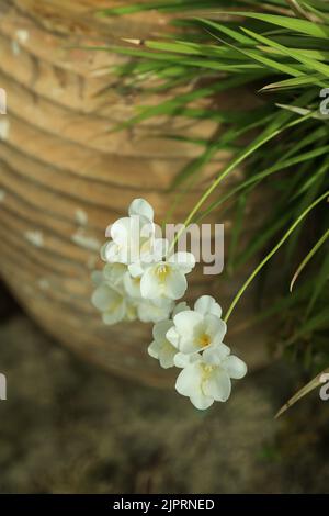 Weiße Freesie-Blüten auf dünnen Stielen, selektiver Fokus gegen verschwommene Terrakotta-Topf und grüne Blätter. Gartenkonzept im Frühling. Stockfoto