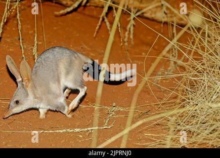 Macrotis ist eine Gattung wüstenbewohnter Beuteltiere, die als Bilbies oder Kaninchen-Bandicoots bekannt sind; sie sind Mitglieder der Ordnung Peramelemorphia Stockfoto