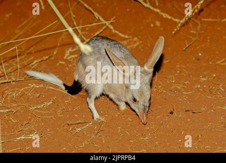 Macrotis ist eine Gattung wüstenbewohnter Beuteltiere, die als Bilbies oder Kaninchen-Bandicoots bekannt sind; sie sind Mitglieder der Ordnung Peramelemorphia Stockfoto