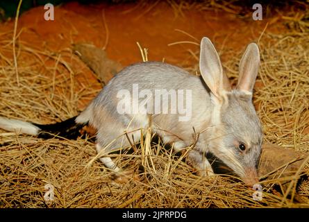 Macrotis ist eine Gattung wüstenbewohnter Beuteltiere, die als Bilbies oder Kaninchen-Bandicoots bekannt sind; sie sind Mitglieder der Ordnung Peramelemorphia Stockfoto