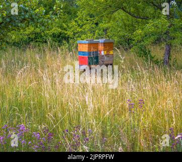 Imkerei mit Holzbienenarten auf einer Wiese Stockfoto