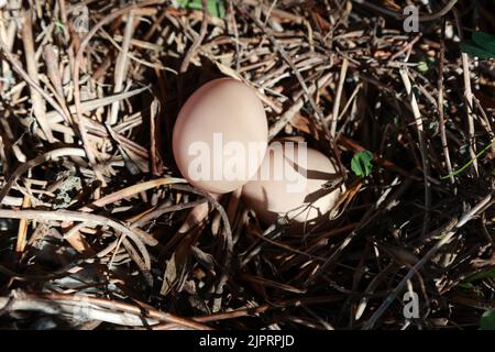 Blick von oben auf zwei Fee Range Hühnereier in wildem Nest. Stockfoto