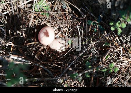 Blick von oben auf zwei Fee Range Hühnereier in wildem Nest. Stockfoto