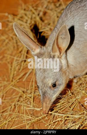 Macrotis ist eine Gattung wüstenbewohnter Beuteltiere, die als Bilbies oder Kaninchen-Bandicoots bekannt sind; sie sind Mitglieder der Ordnung Peramelemorphia Stockfoto