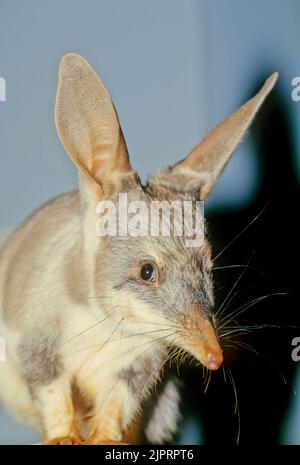 Macrotis ist eine Gattung wüstenbewohnter Beuteltiere, die als Bilbies oder Kaninchen-Bandicoots bekannt sind; sie sind Mitglieder der Ordnung Peramelemorphia Stockfoto