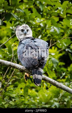 Harpyien-Adler (Harpia harpyja), in einem Baum thront Stockfoto