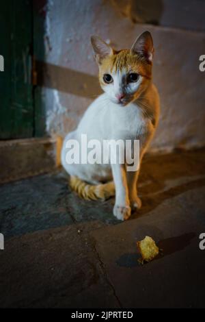 Eine vertikale Aufnahme einer arabischen Mau-Katze, die auf felsigem Boden sitzt Stockfoto