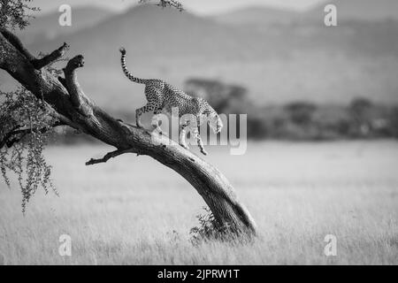 Mono-Gepard geht am Baum in der Savanne entlang Stockfoto