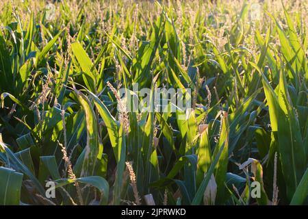 Nahaufnahme von Maisfeld in späten Abend Sonnenlicht Lantadilla Palencia Spanien Stockfoto