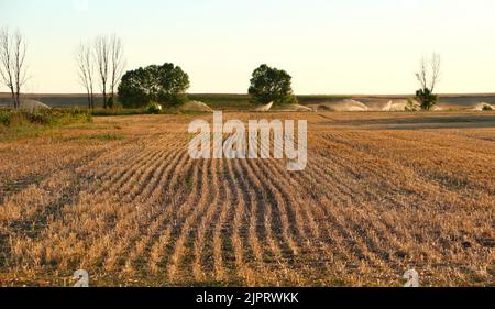 Feld von Stoppeln aus einer Getreideernte späten Abend Sonnenlicht An einem Augusttag und in der aktive Wassersprinkler Hintergrund Lantadilla Palencia Spanien Stockfoto