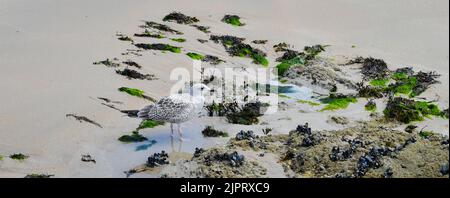 Goéland sur la Plage de Batz-sur-Mer (Ouest-Frankreich) Stockfoto