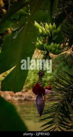Junge Bananenblüte. Bananenblume. Vazhakoombu Bananenblume ist essbar und lecker. Bananenmocha hängt am Ufer des Teiches. Es ist eine ausgezeichnete V Stockfoto