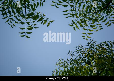 Azadirachta indica, allgemein bekannt als Neem, Nimtree oder Indischer Flieder, ist ein Baum aus der Mahagoni-Familie Meliaceae. Schöner Hintergrund von Grün neem le Stockfoto