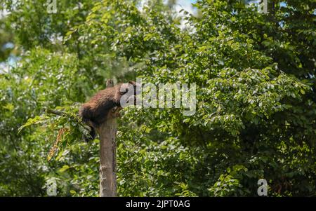 Wolverine aka wolverene - Gulo gulo - ruht auf trockenem Baum, verschwommener Waldhintergrund Stockfoto